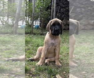Medium Mastiff