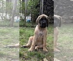 Puppy Chunkers Mastiff