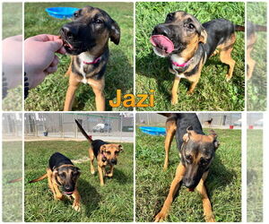 German Shepherd Dog-Unknown Mix Dogs for adoption in Pierceton , IN, USA