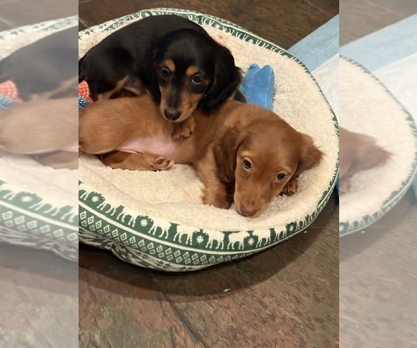 Medium Photo #8 Dachshund Puppy For Sale in WILLIAMSBURG, VA, USA