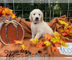 Golden Retriever Puppy for sale in PAVILION, NY, USA