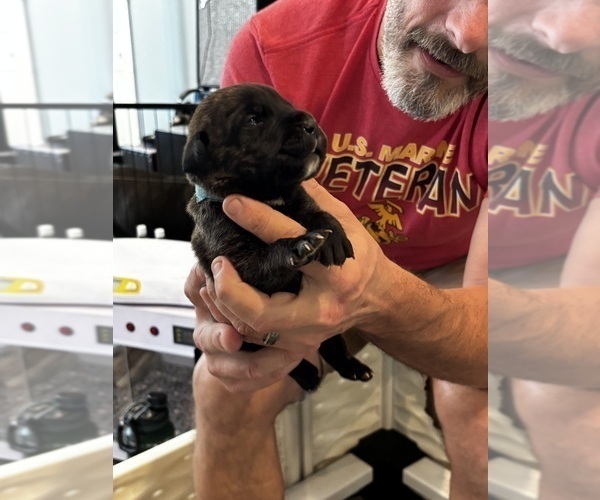 Medium Photo #12 Cane Corso Puppy For Sale in REEVESVILLE, SC, USA