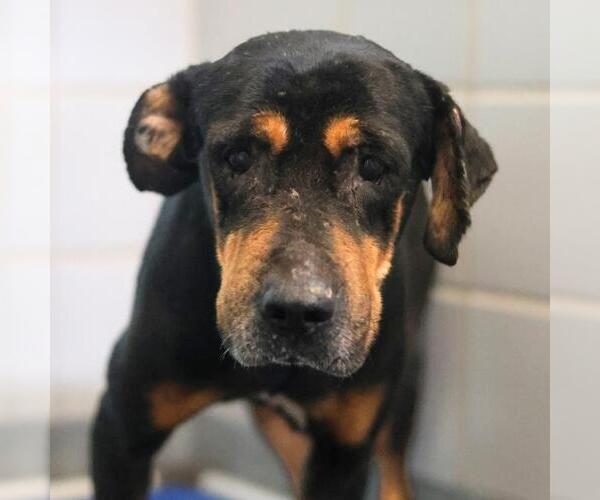 Medium Photo #1 Rottweiler-Unknown Mix Puppy For Sale in San Antonio, TX, USA