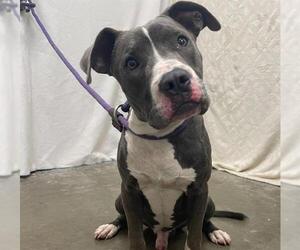 Staffordshire Bull Terrier-Unknown Mix Dogs for adoption in Rosenberg, TX, USA