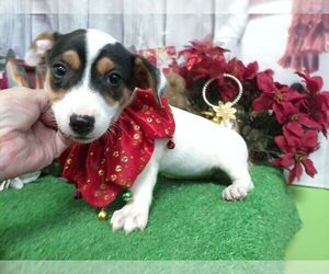 Jack Russell Terrier Puppy for sale in HAMMOND, IN, USA
