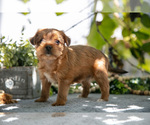 Small #1 Shorkie Tzu