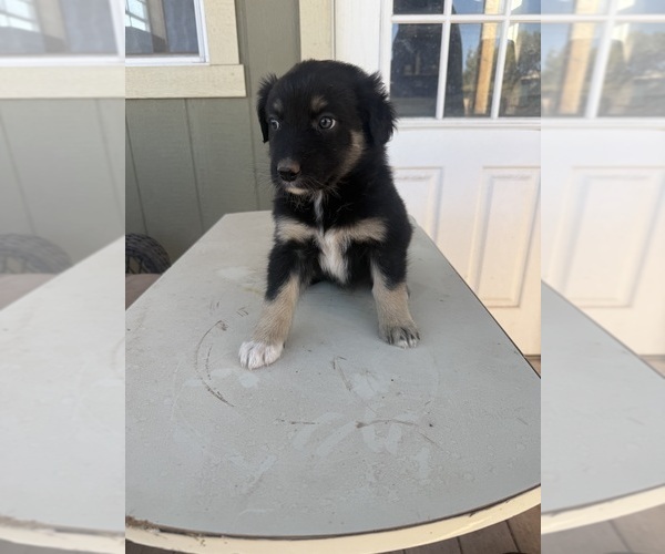 Medium Photo #5 Australian Shepherd Puppy For Sale in WILLIAMS, AZ, USA