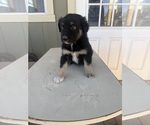 Small #4 Australian Shepherd