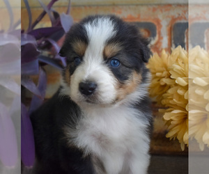 Australian Shepherd Puppy for Sale in SENECA, Kansas USA