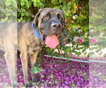 Small #5 Mastiff