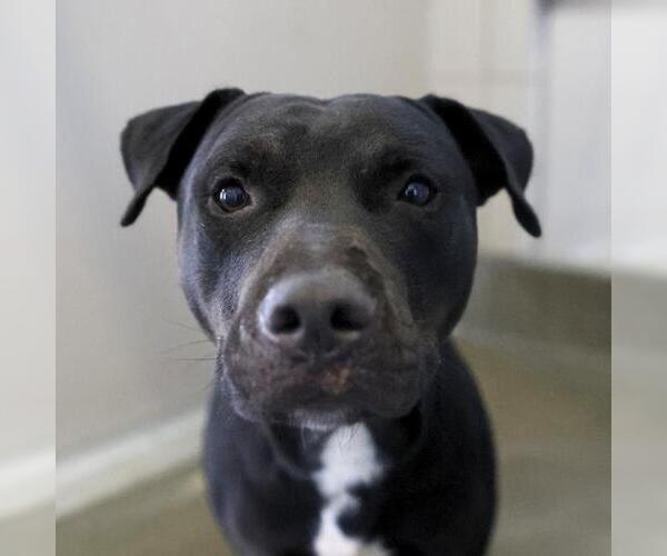 Medium Photo #1 American Staffordshire Terrier Puppy For Sale in San Antonio, TX, USA