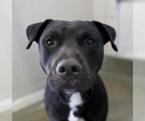 American Staffordshire Terrier Dogs for adoption in San Antonio, TX, USA