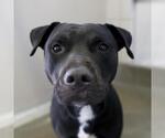 Small American Staffordshire Terrier