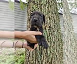 Small #18 Great Dane
