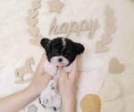 Small Photo #7 Poodle (Toy) Puppy For Sale in Seoul, Seoul, Korea, South