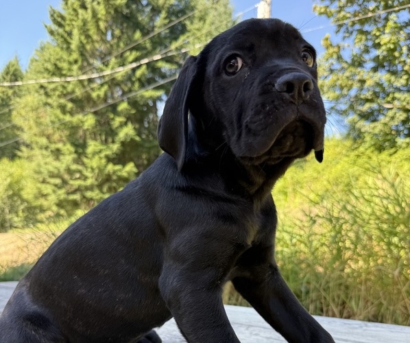 Medium Photo #2 Cane Corso Puppy For Sale in HILLSBORO, OR, USA