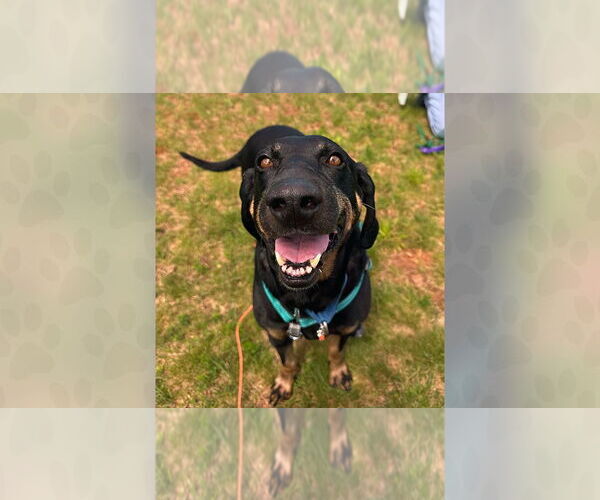 Medium Photo #1 Mutt Puppy For Sale in Weaverville, NC, USA