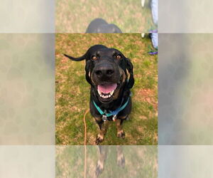 Mutt Dogs for adoption in Weaverville, NC, USA