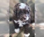 Puppy 3 Aussiedoodle Miniature 