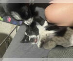 Small #3 Border-Aussie