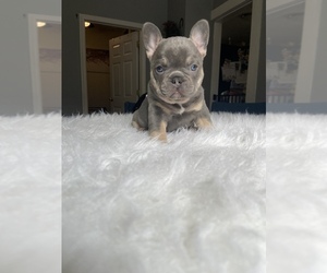 French Bulldog Puppy for Sale in LOWELL, Massachusetts USA