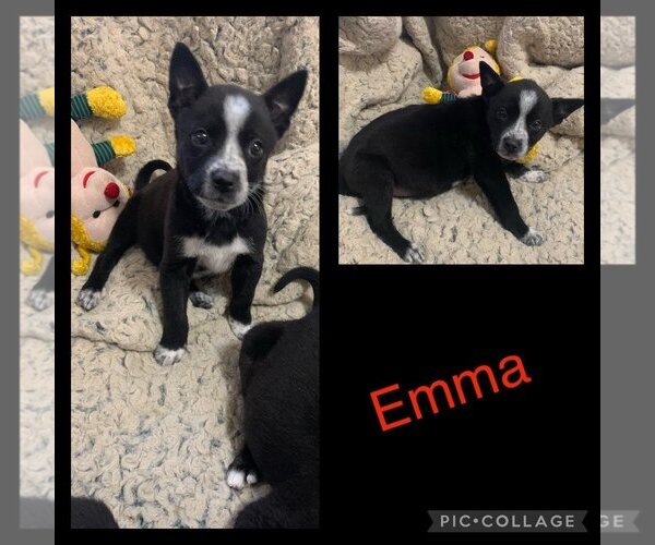 Medium Photo #3 Mutt Puppy For Sale in Spring, TX, USA