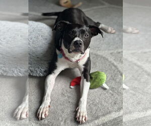 Mutt Dogs for adoption in Derwood, MD, USA