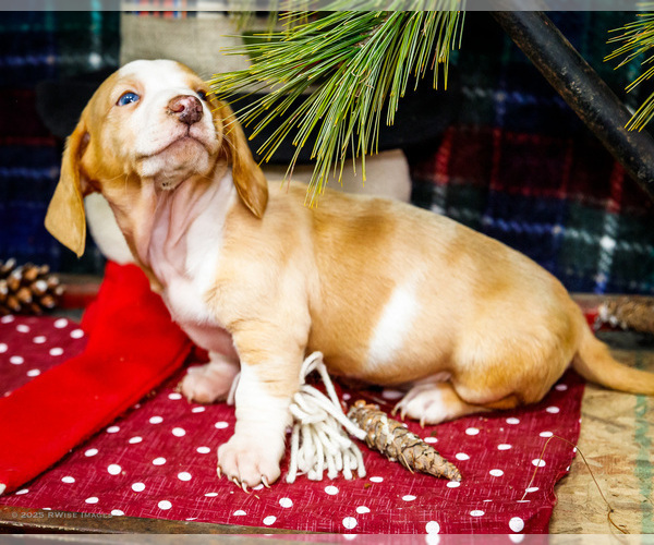 Medium Photo #8 Dachshund Puppy For Sale in WAKARUSA, IN, USA