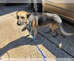 Small German Shepherd Dog