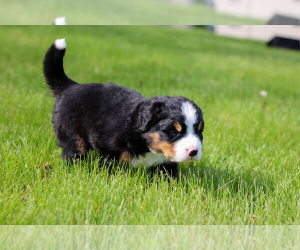 Medium Photo #2 Bernese Mountain Dog Puppy For Sale in AMANA, IA, USA