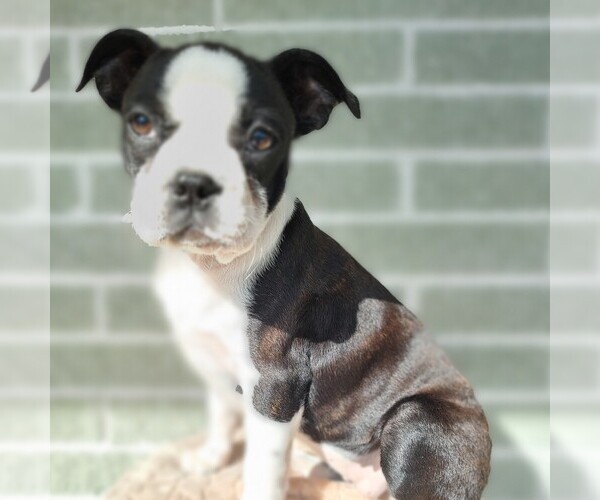 Medium Photo #1 Boston Terrier Puppy For Sale in MANHEIM, PA, USA
