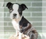 Image preview for Ad Listing. Nickname: Jasmine