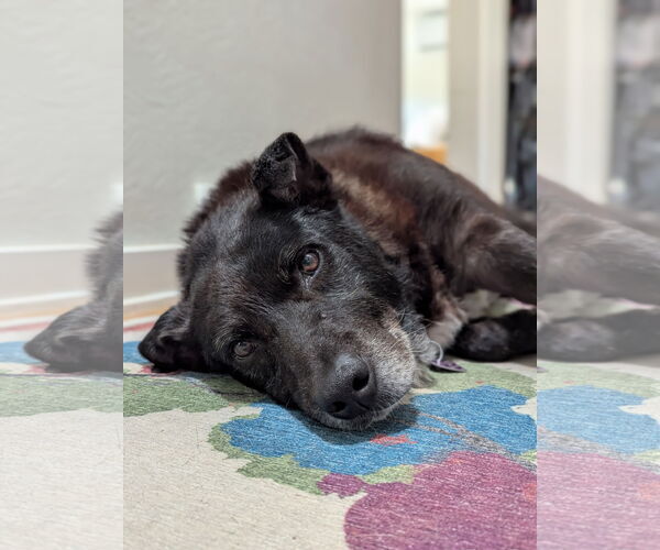 Medium Photo #6 Mutt Puppy For Sale in Aurora, CO, USA