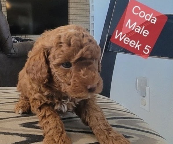 Medium Photo #10 Goldendoodle (Miniature) Puppy For Sale in MILFORD, UT, USA