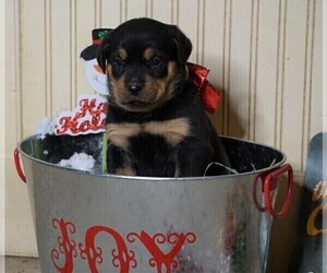 Rottweiler Puppy for sale in FREDERICKSBG, OH, USA