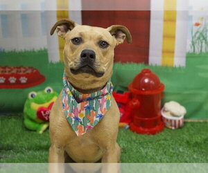 Mutt Dogs for adoption in Placerville, CA, USA