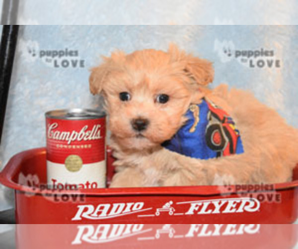 Medium Photo #10 Maltipoo-Poodle (Toy) Mix Puppy For Sale in SANGER, TX, USA