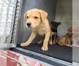 German Shepherd Dog-Unknown Mix Dogs for adoption in San Antonio, TX, USA