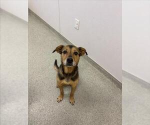 German Shepherd Dog-Unknown Mix Dogs for adoption in Fort Collins, CO, USA