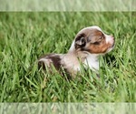 Small #3 Miniature Australian Shepherd