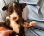 Small #25 Bernedoodle (Miniature)