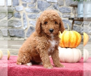 Goldendoodle (Miniature) Puppy for sale in EPHRATA, PA, USA