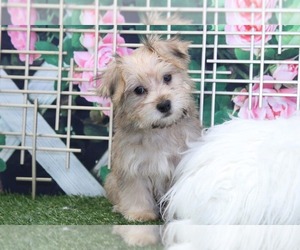 Yorkshire Terrier Puppy for sale in MARIETTA, GA, USA