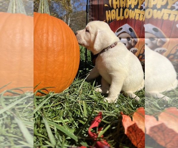 Medium Photo #2 Labrador Retriever Puppy For Sale in NEOLA, WV, USA