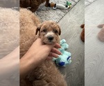 Small #13 Maltipoo