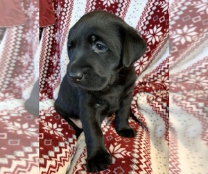 Golden Labrador Puppy for sale in MERIDIAN, ID, USA