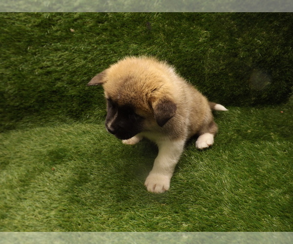 Medium Photo #7 Akita Puppy For Sale in ROLLA, MO, USA