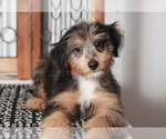 Small Photo #2 Aussiedoodle Puppy For Sale in NAPLES, FL, USA