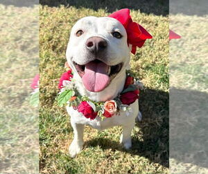 American Pit Bull Terrier-Labrador Retriever Mix Dogs for adoption in Redlands, CA, USA
