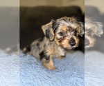 Small Photo #2 Yorkshire Terrier Puppy For Sale in ATLANTA, GA, USA